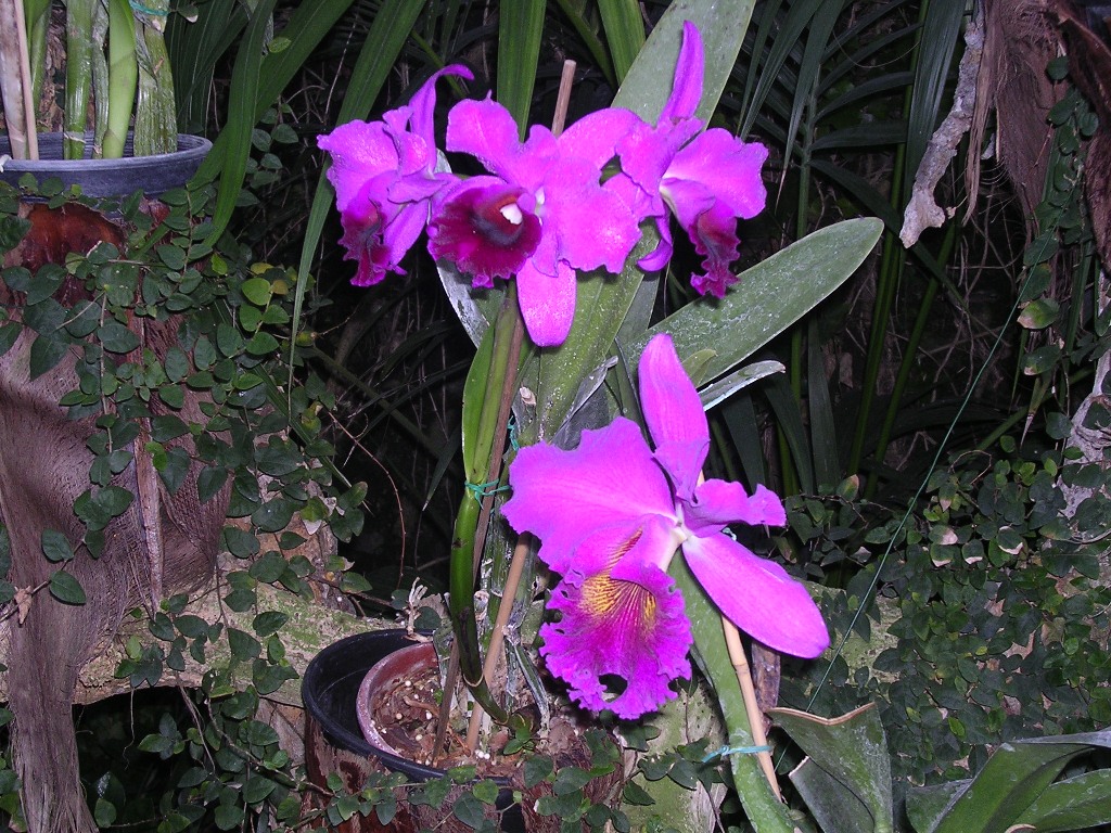 Orchidea - Orchid